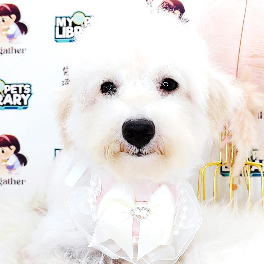 Poodle Puppy (Male) For Sale