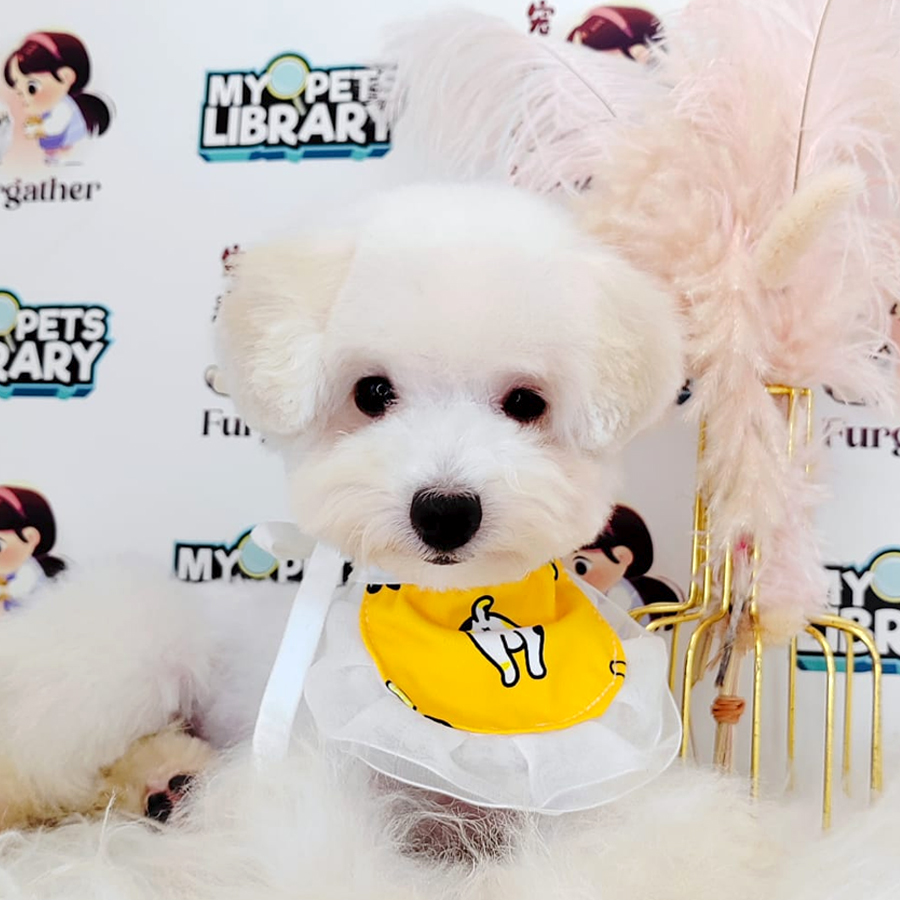 Poodle Puppy (Female) For Sale