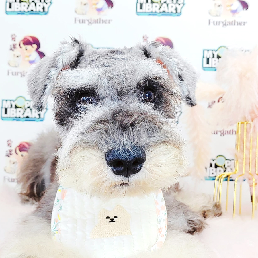 Schnauzer Puppy (Male) For Sale