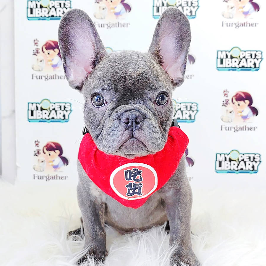 French Bulldog Puppy (Male) For Sale