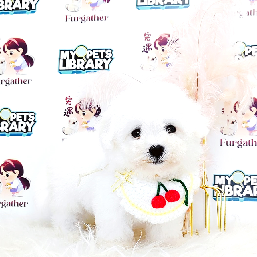 Maltipoo Puppy (Female) For Sale