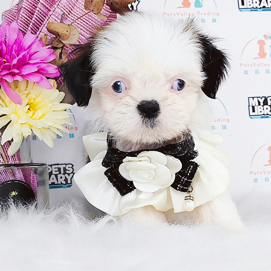 Shih Tzu Puppy (Female) For Sale
