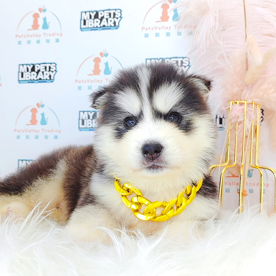 Wooly Husky Puppy (Male) For Sale