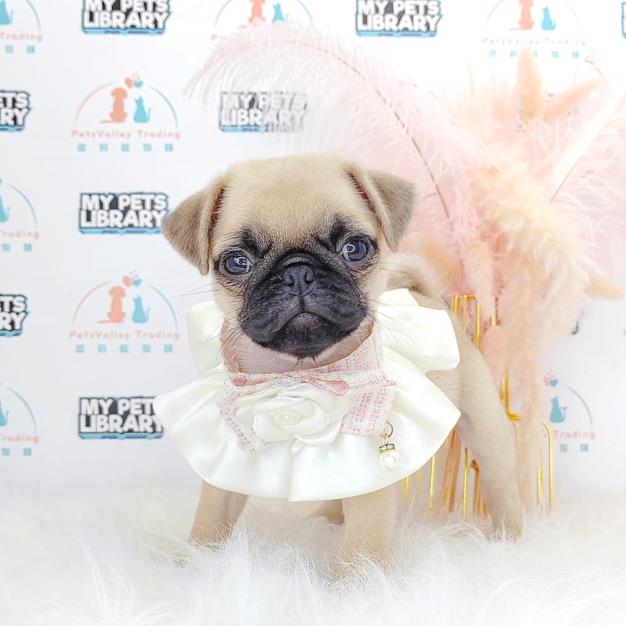 Pug Puppy (Female) For Sale
