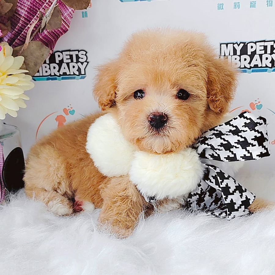Toy Poodle Puppy (Female) For Sale