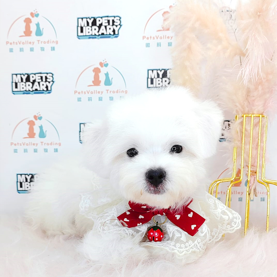 Maltipoo Puppy (Male) For Sale