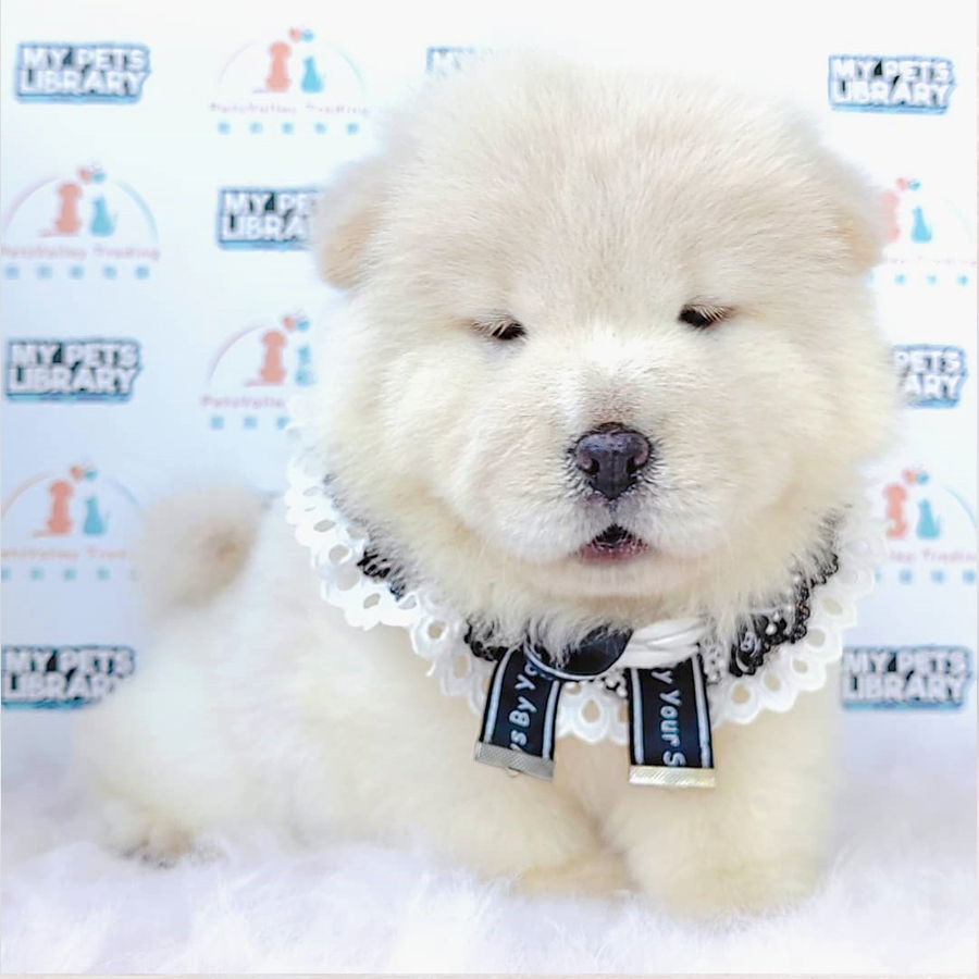 Chow Chow Puppy (Female) For Sale