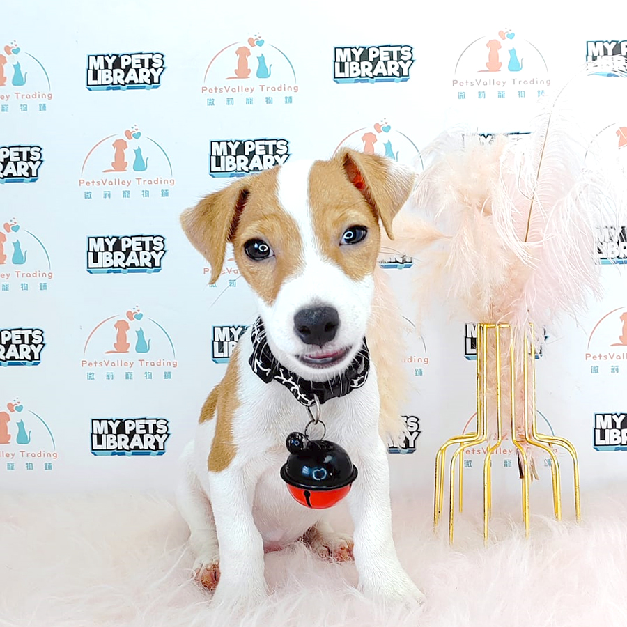 Jack Russell Puppy (Male) For Sale