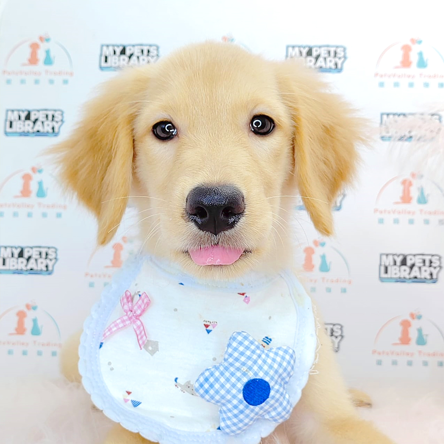 Golden Retriever Puppy (Female) For Sale