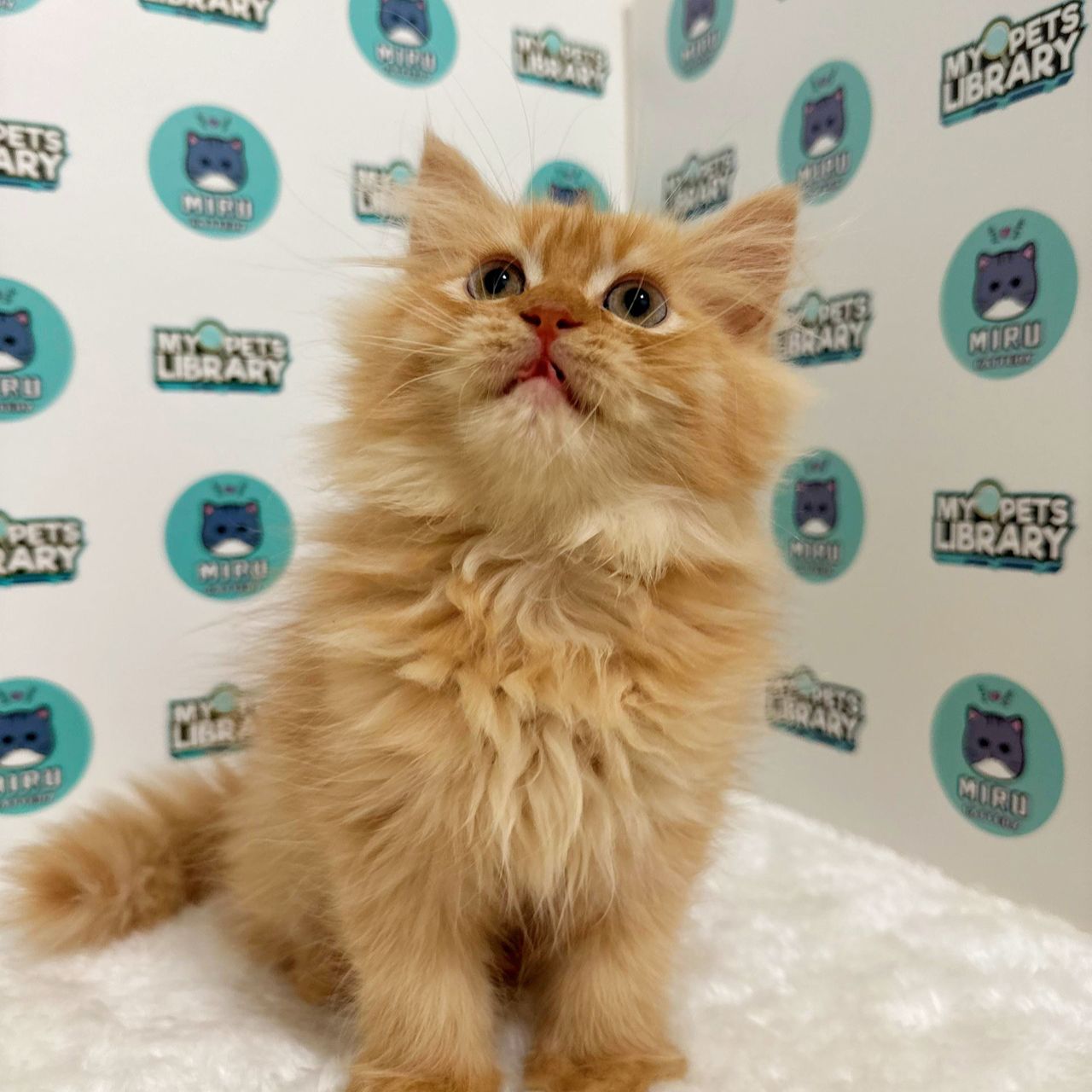 Persian Kitten (Male) For Sale