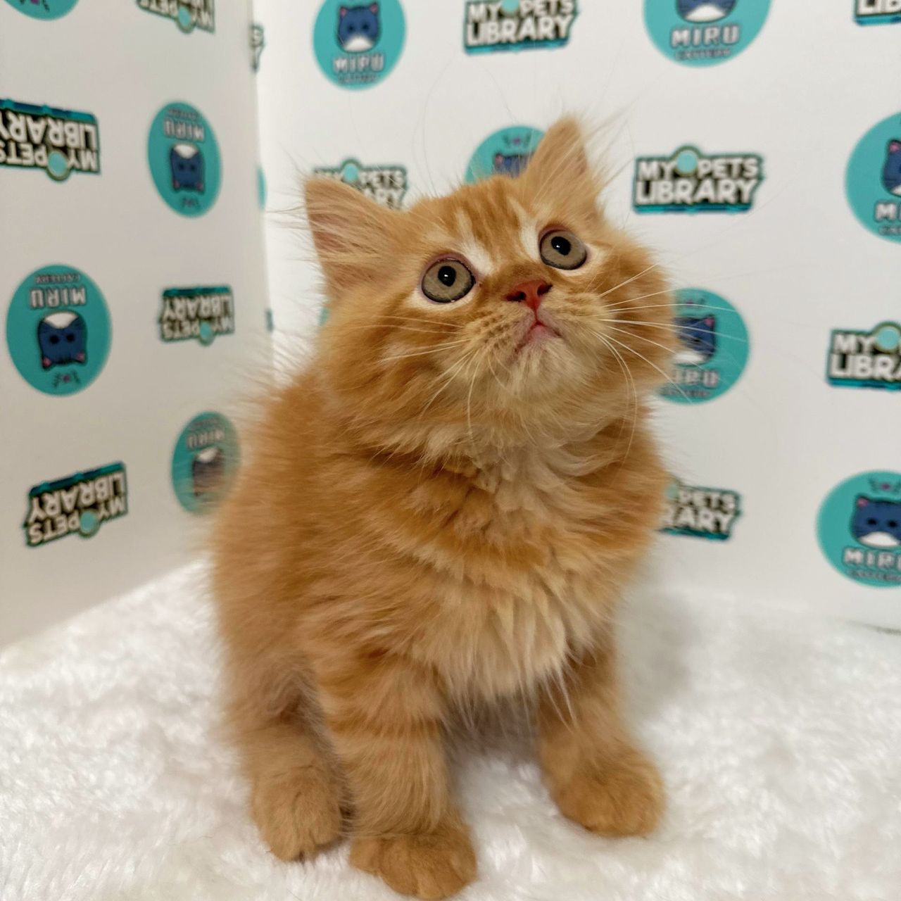 Persian Kitten (Male) For Sale