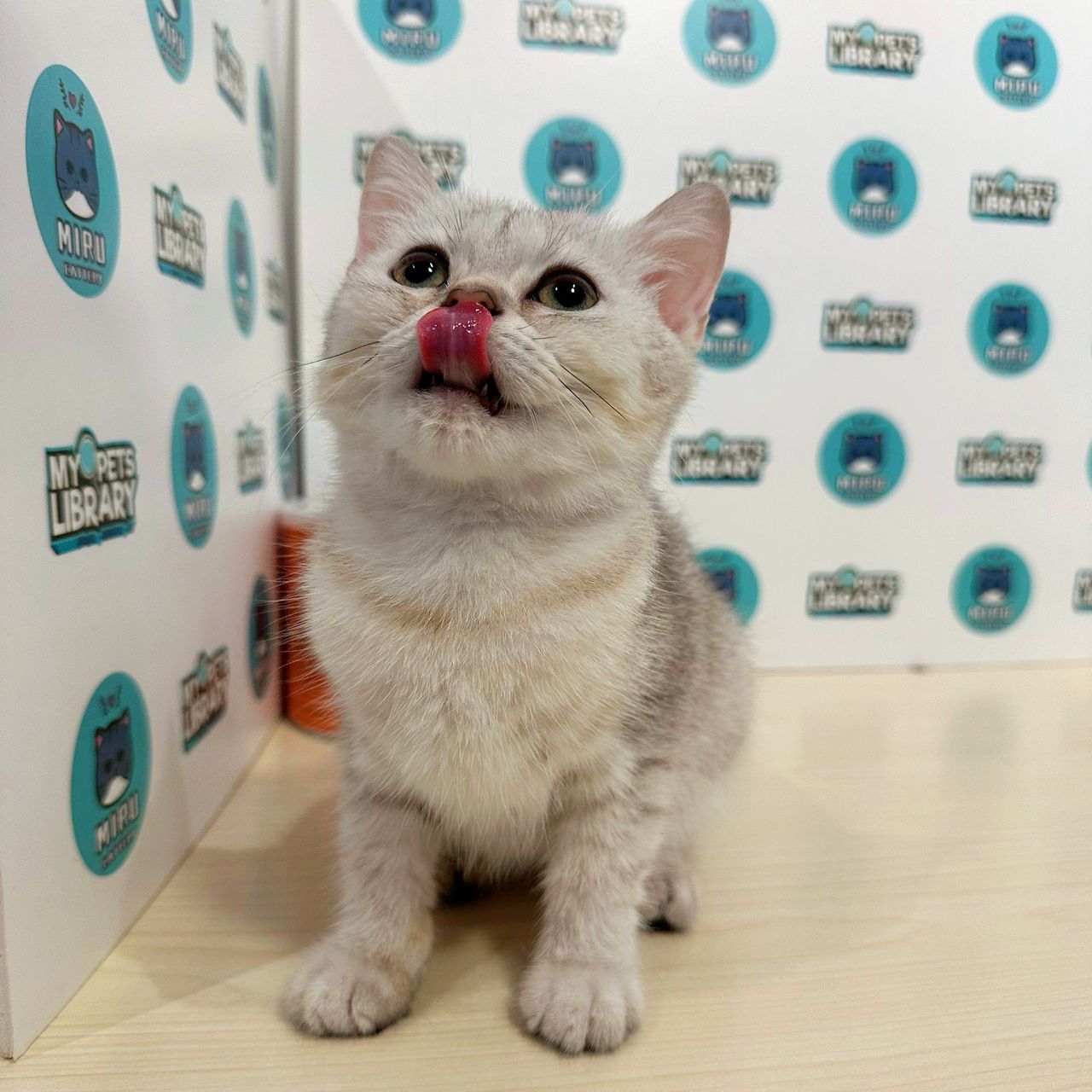 British Shorthair Kitten (Female) For Sale