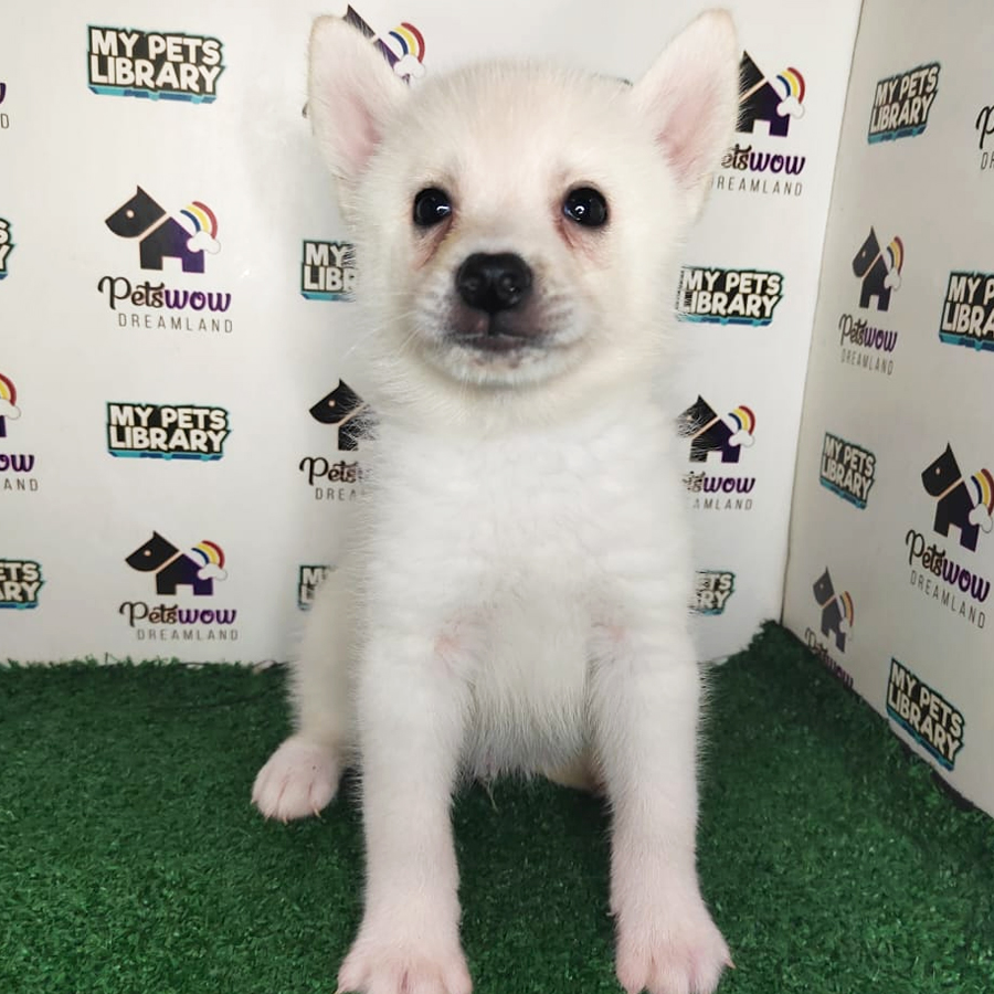 Spiz Puppy (Female) For Sale