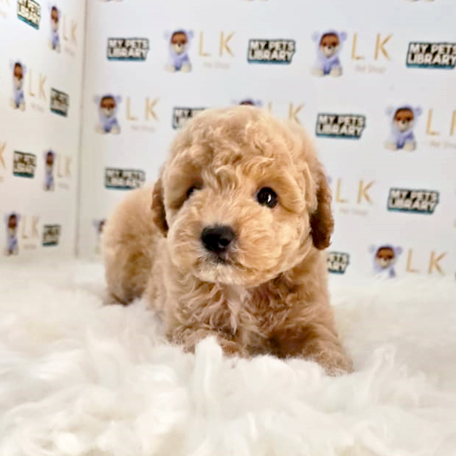 Toy Poodle Puppy (Male) For Sale