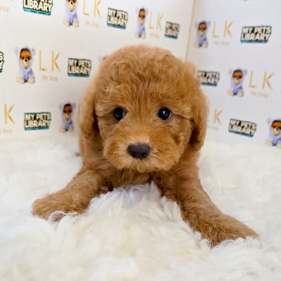 Maltipoo Puppy (Male) For Sale