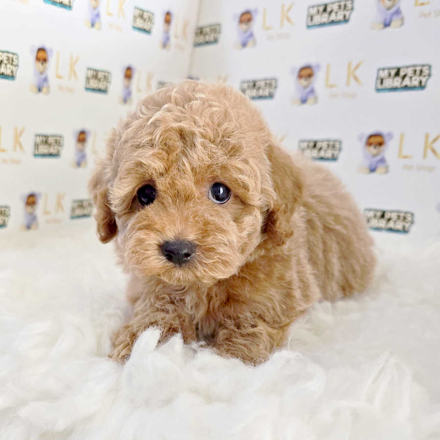 Toy Poodle Puppy (Female) For Sale