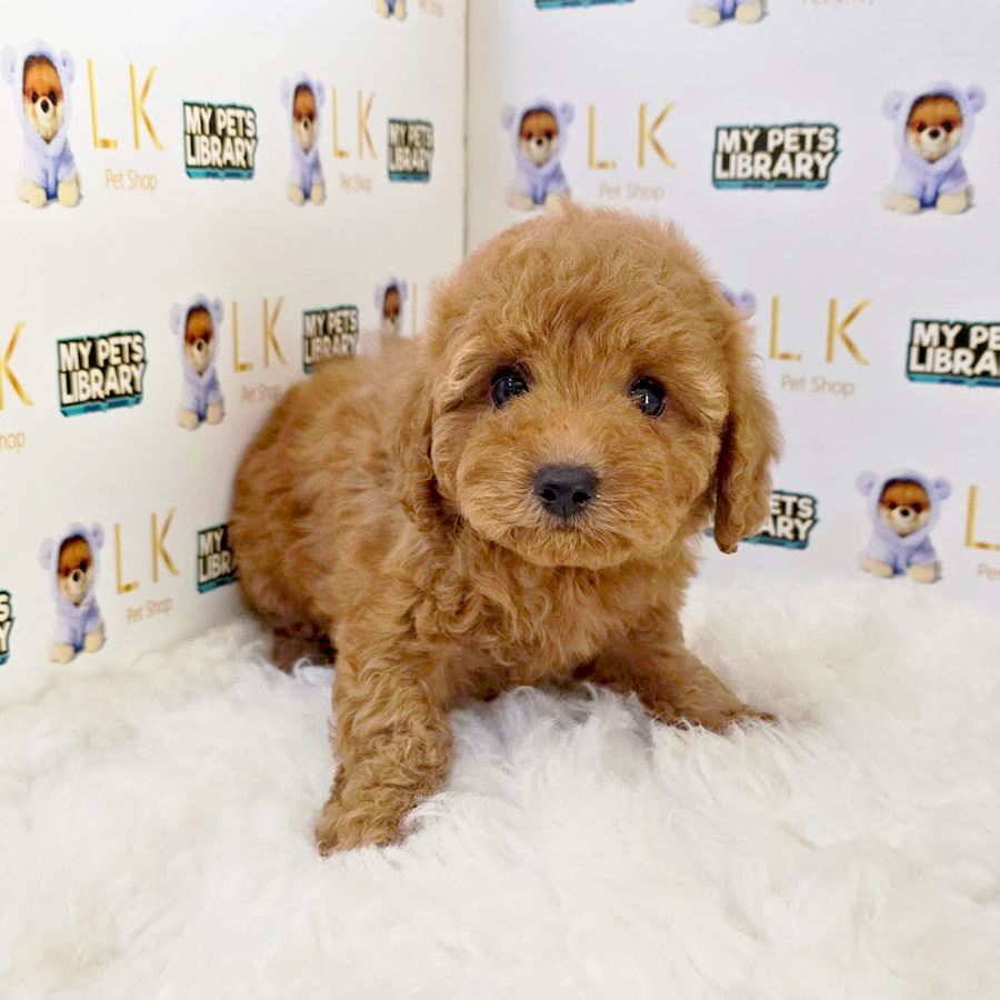 Maltipoo Puppy (Female) For Sale