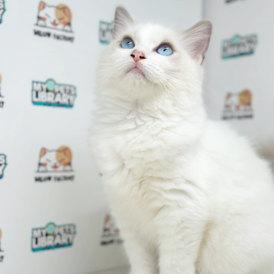 Ragdoll Kitten (Female) For Sale