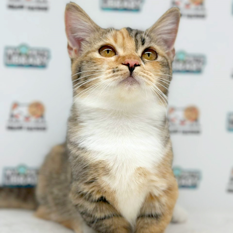 Munchkin Kitten (Female) For Sale