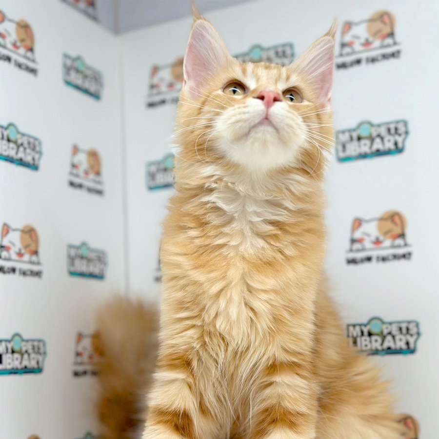 Maine Coon Kitten (Female) For Sale
