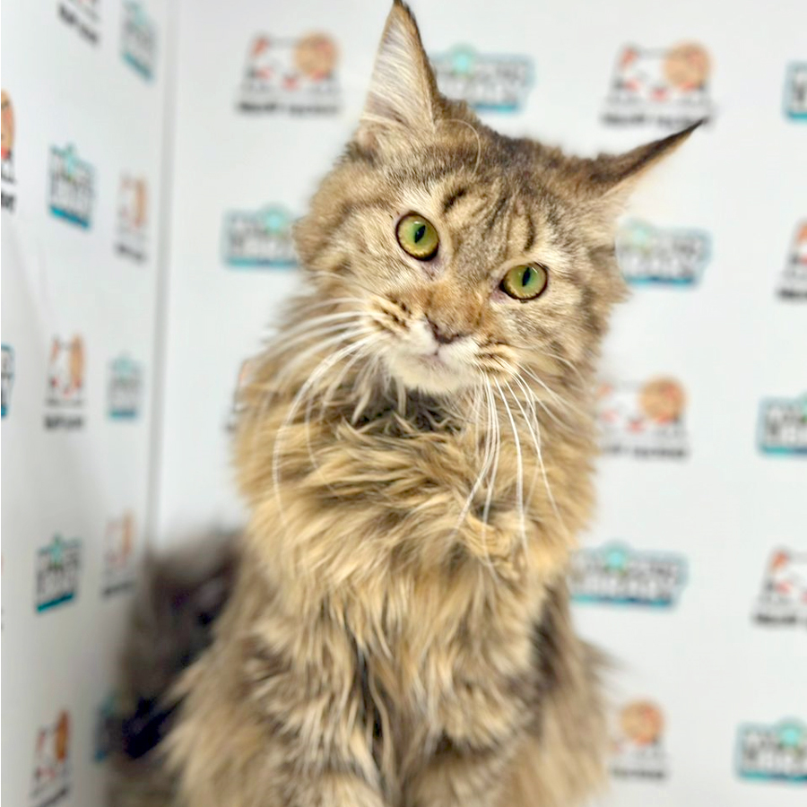 Maine Coon Kitten (Female) For Sale