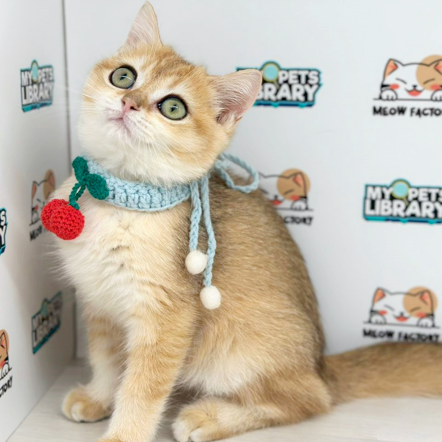 British Shorthair Kitten (Male) For Sale