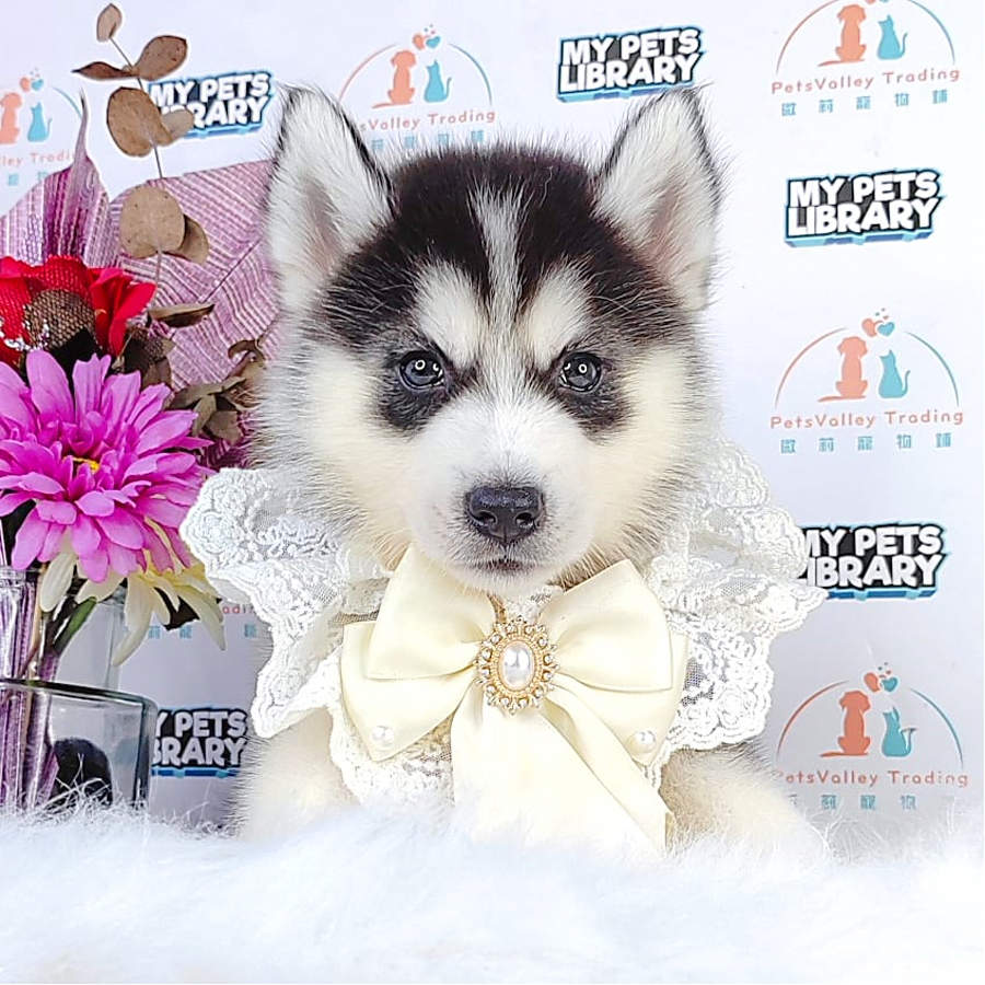 Alaskan Husky Puppy (Male) For Sale