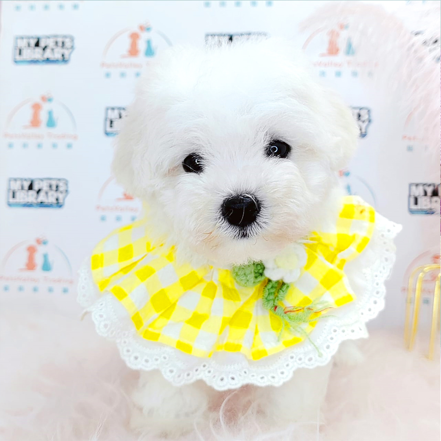 Toy Poodle Puppy (Male) For Sale