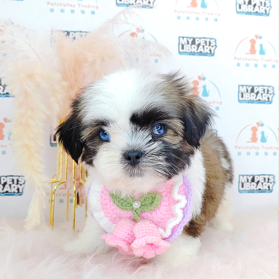 Shih Tzu Puppy (Female) For Sale
