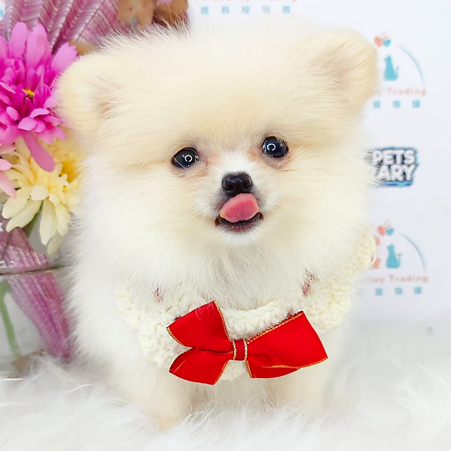Pomeranian Puppy (Female) For Sale