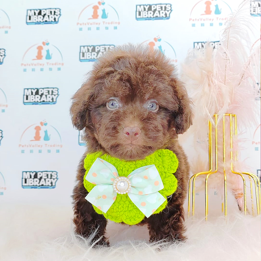 Toy Poodle Puppy (Male) For Sale