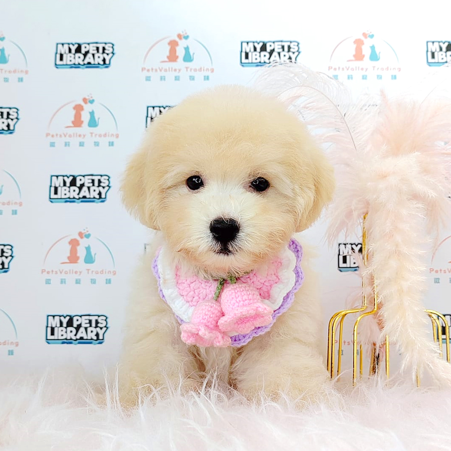 Toy Poodle Puppy (Male) For Sale