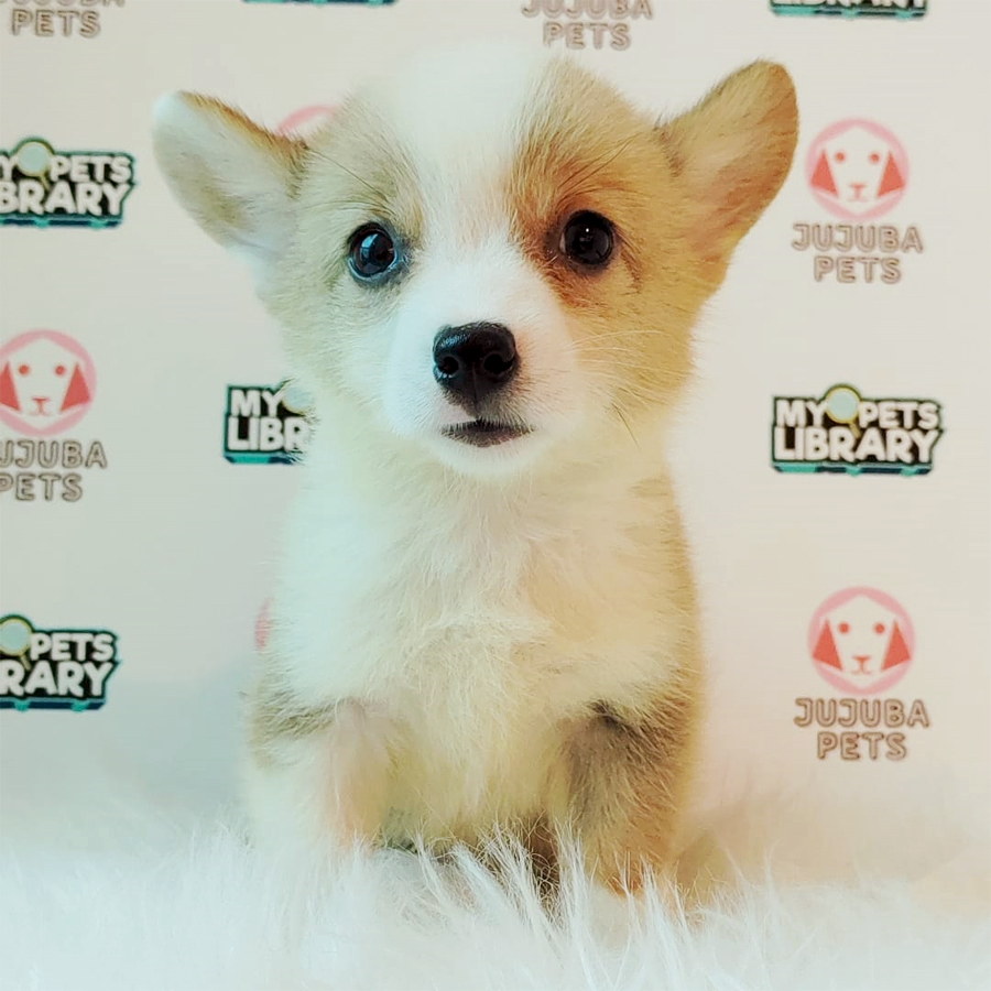 Welsh Corgi Puppy (Male) For Sale