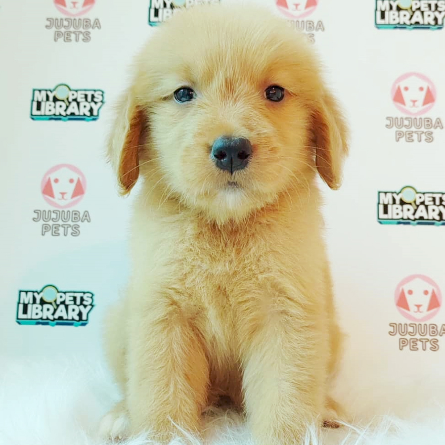 Golden Retriever Puppy (Female) For Sale