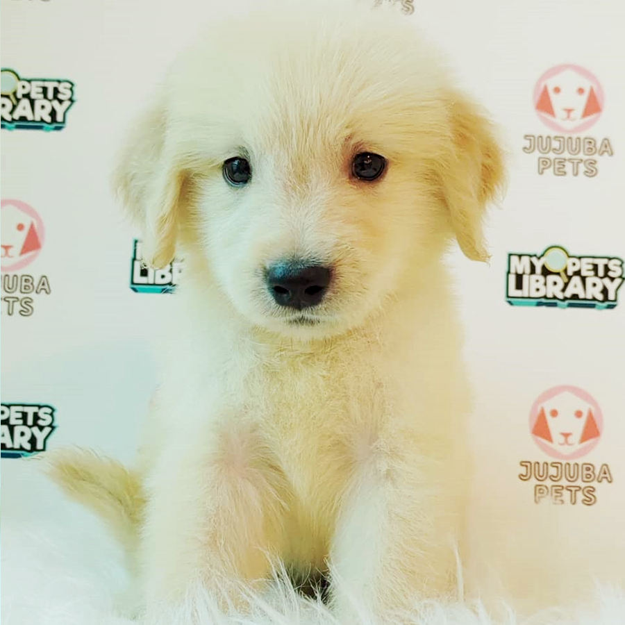 Golden Retriever Puppy (Male) For Sale