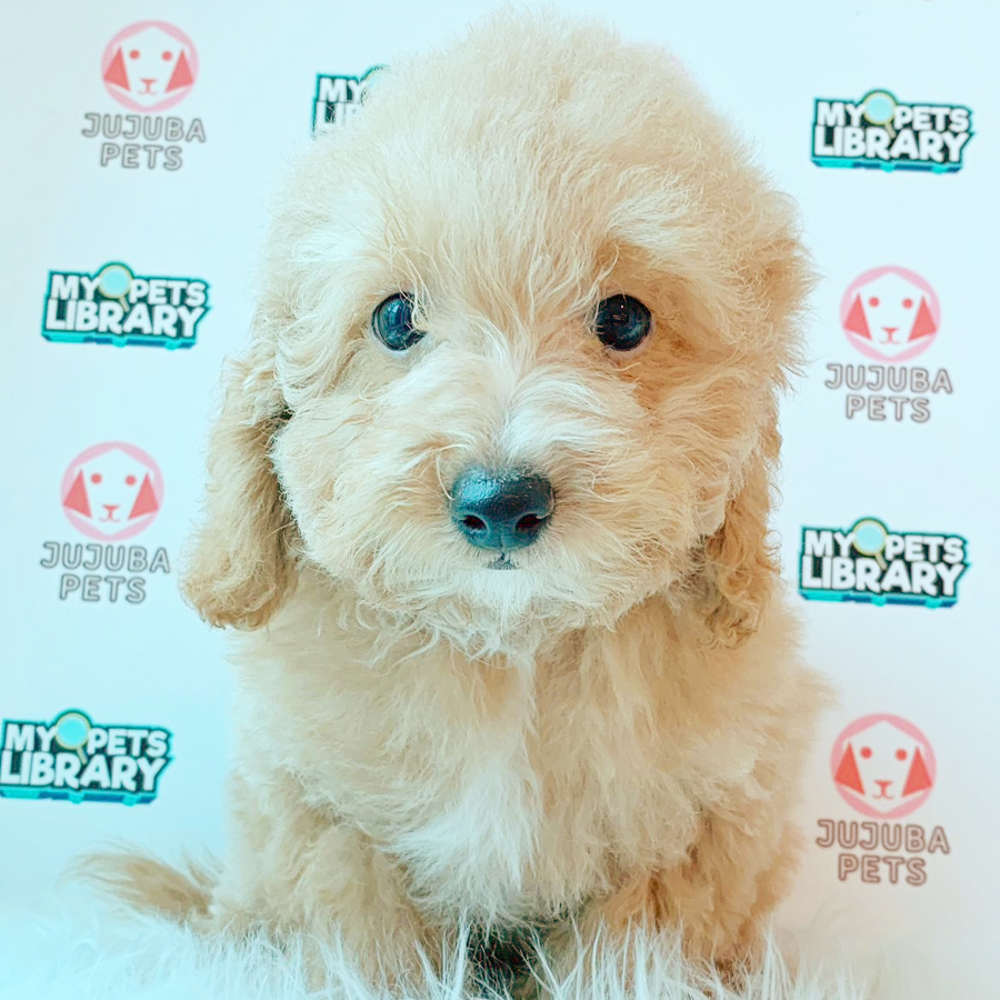 Toy Poodle Puppy (Male) For Sale