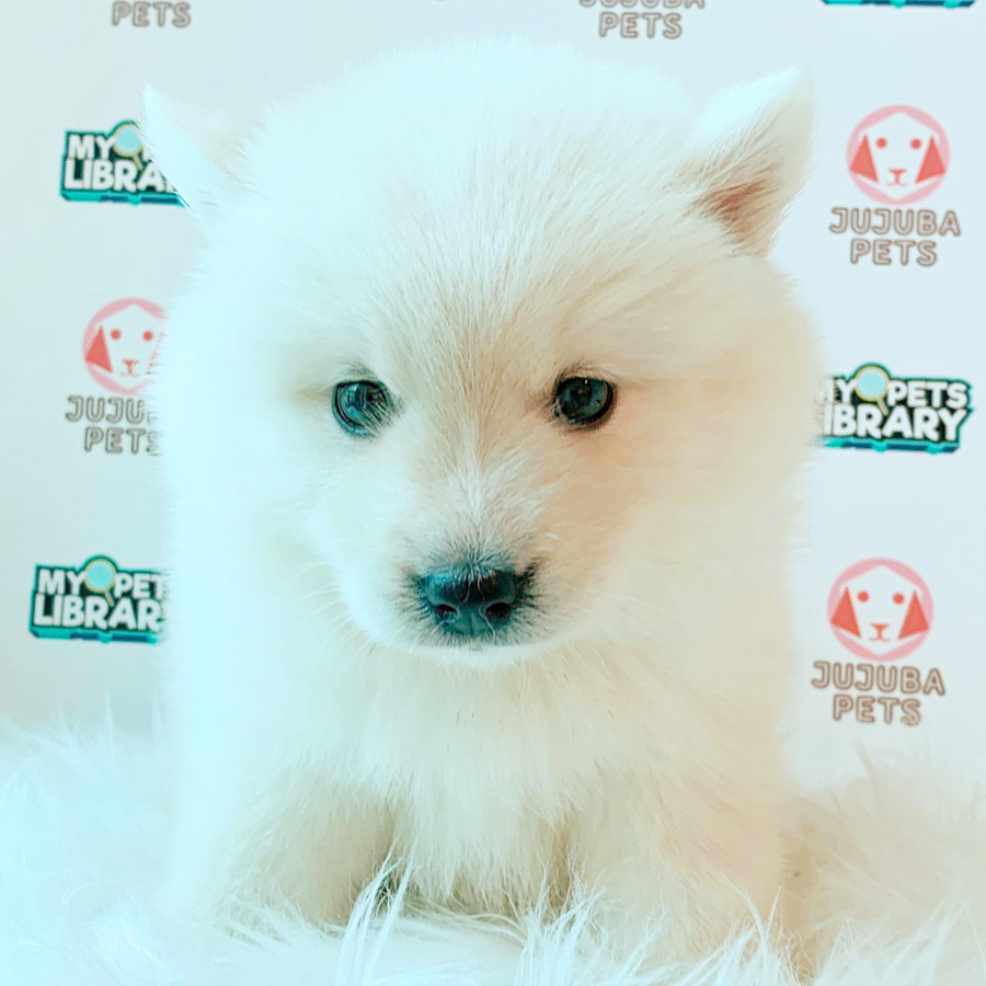 Pomsky Puppy (Female) For Sale
