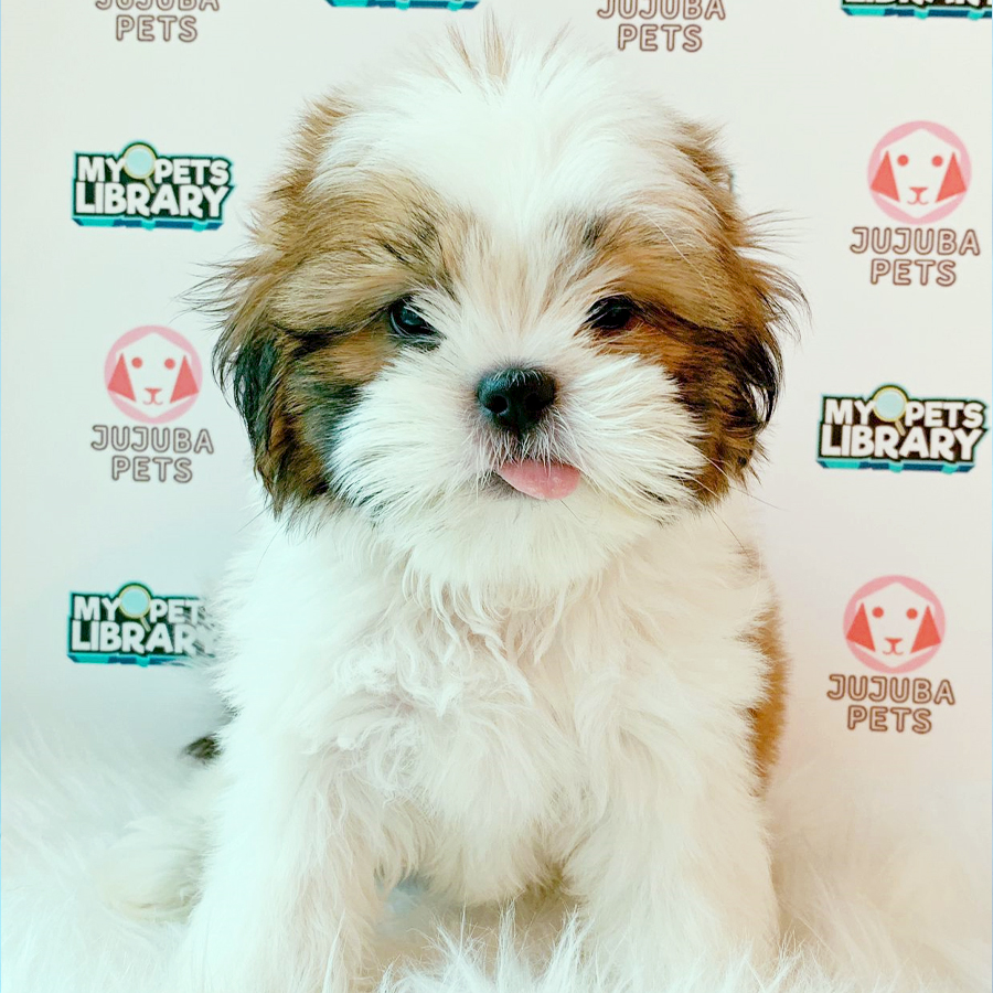 Shih Tzu Puppy (Male) For Sale
