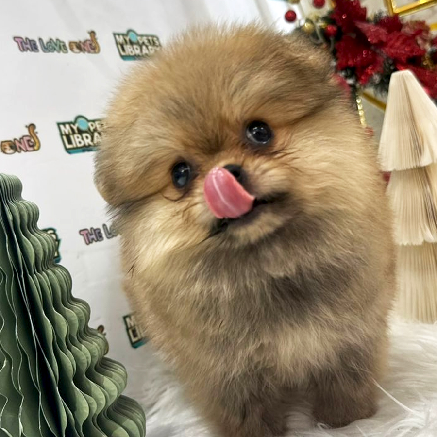Tiny Pomeranian Puppy (Female) For Sale