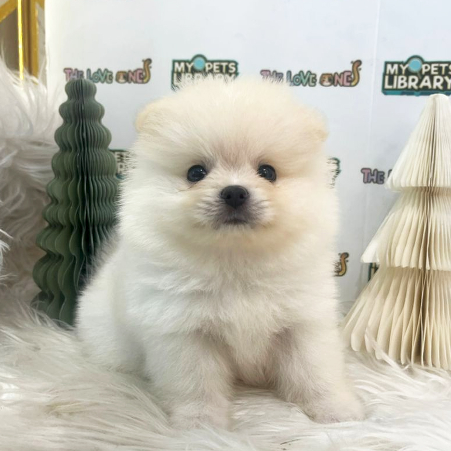 Tiny Pomeranian Puppy (Female) For Sale