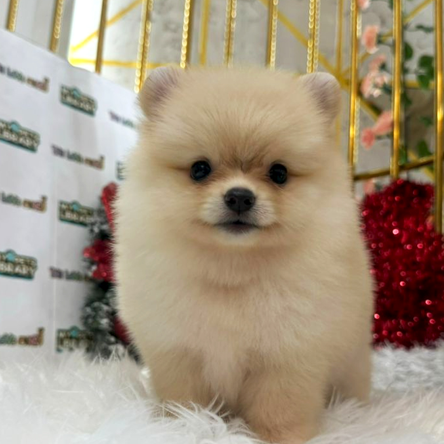Tiny Pomeranian Puppy (Male) For Sale