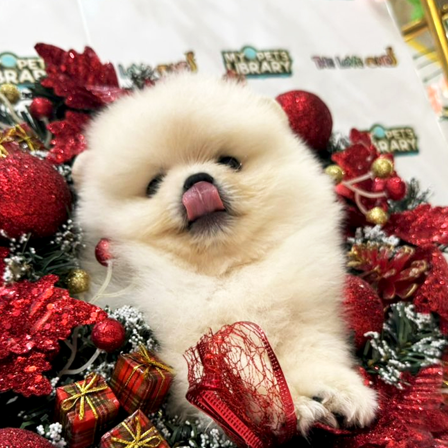Tiny Pomeranian Puppy (Male) For Sale