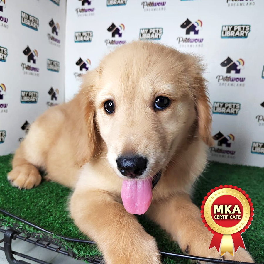 MKA Golden Retriever Puppy (Male) For Sale