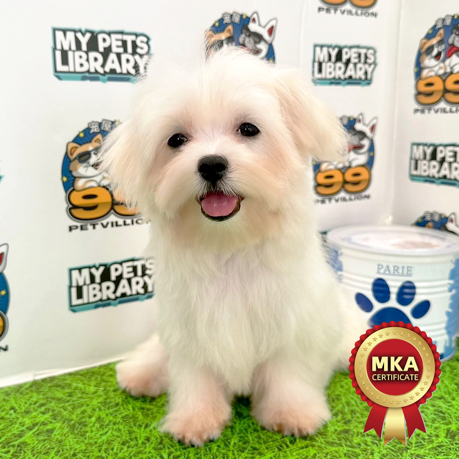MKA Tiny Maltese Puppy (Female) For Sale