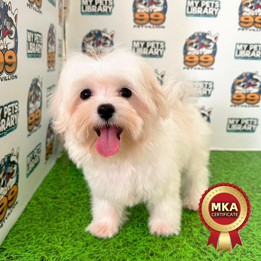 MKA Tiny Maltese Puppy (Male) For Sale