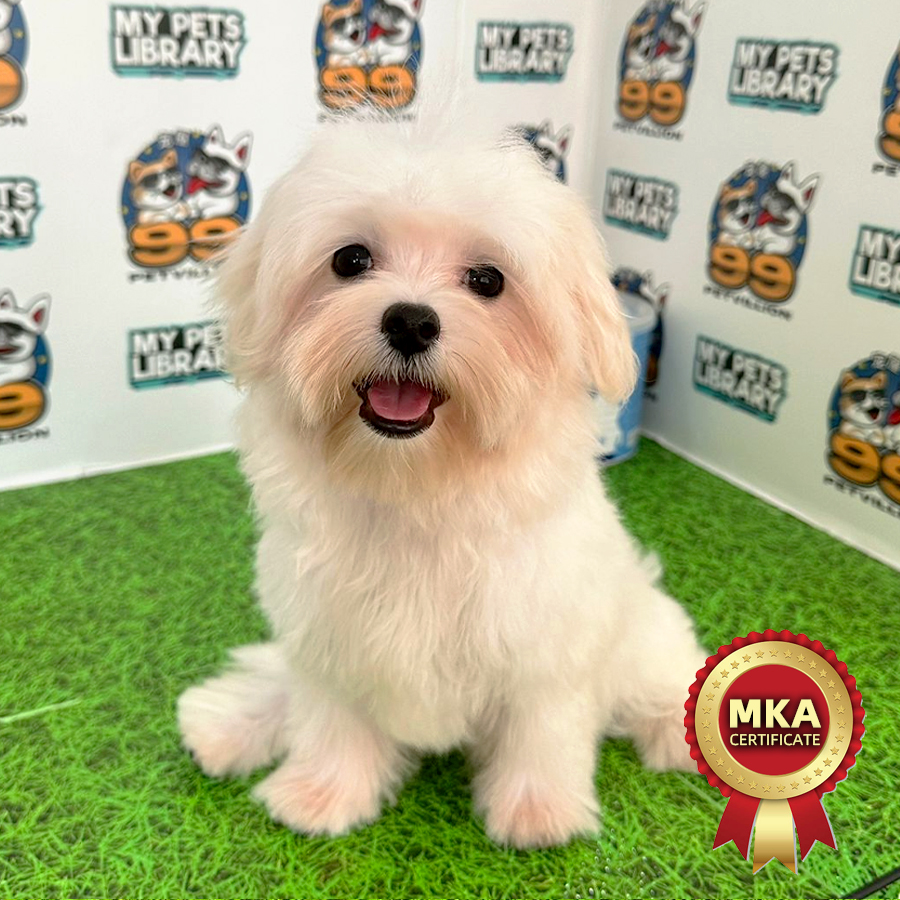 MKA Tiny Maltese Puppy (Female) For Sale