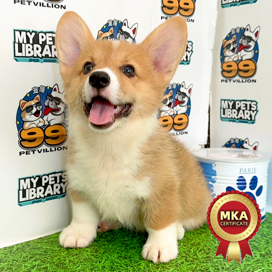 MKA Welsh Corgi Puppy (Female) For Sale