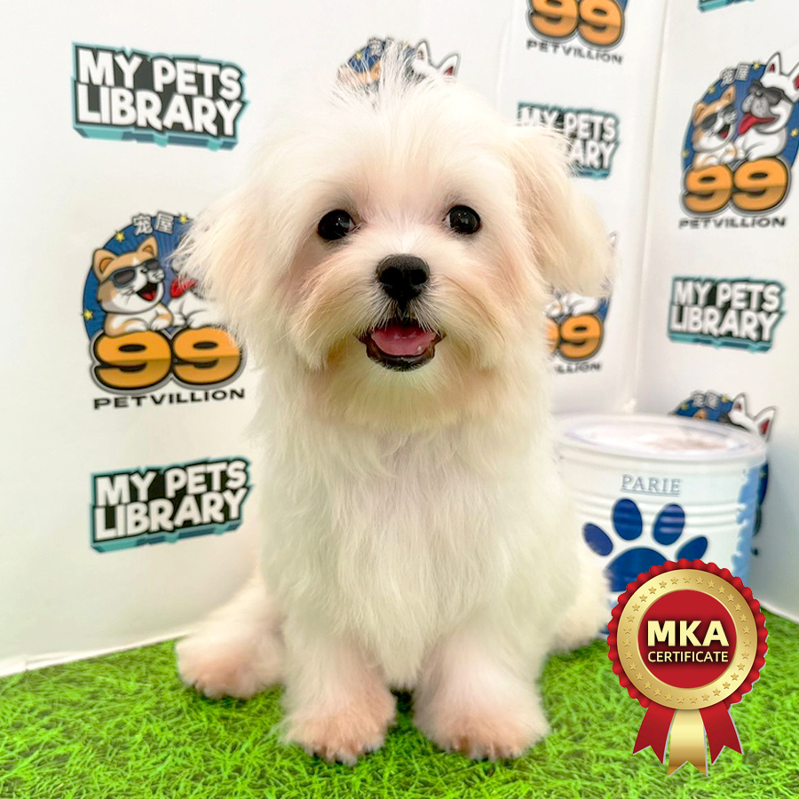 MKA Tiny Maltese Puppy (Female) For Sale