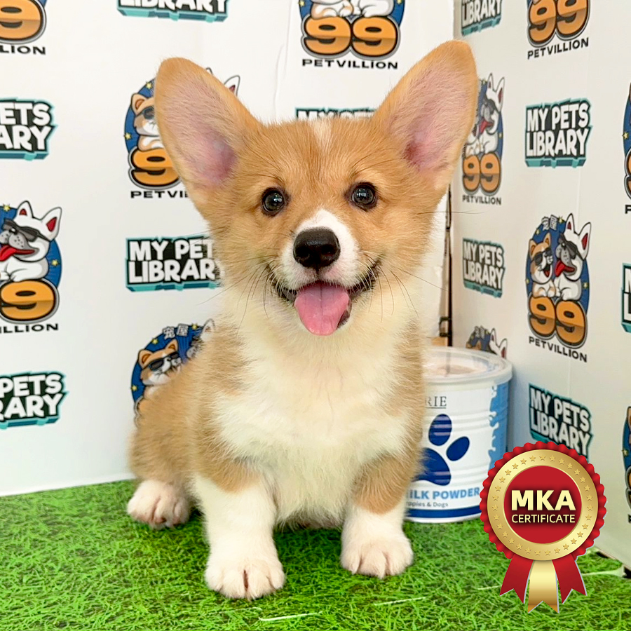 MKA Welsh Corgi Puppy (Female) For Sale