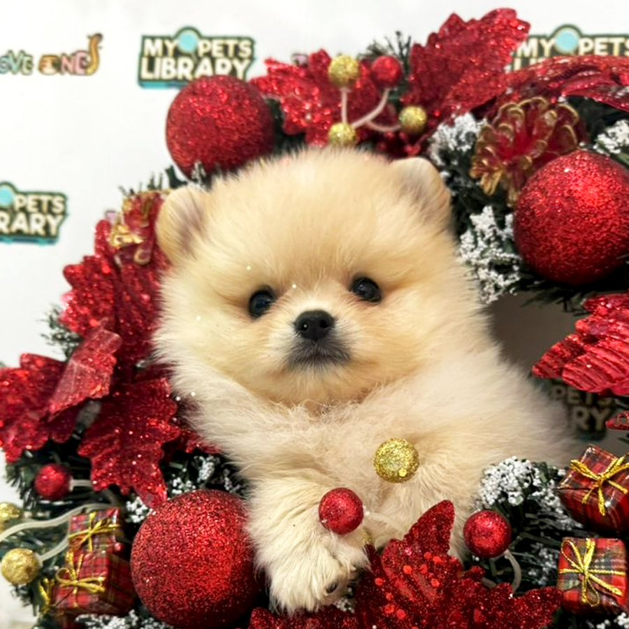 Tiny Pomeranian Puppy (Male) For Sale